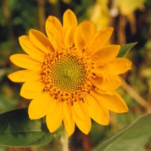 Michael Harris - flower photo 1
