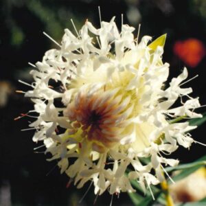 Michael Harris - flower photo 2