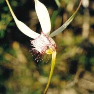 Michael Harris - flower photo 3