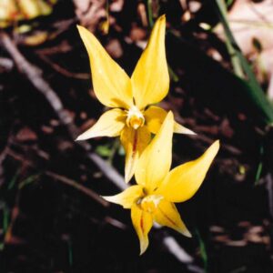 Michael Harris - flower photo 4