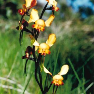 Michael Harris - flower photo 5